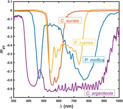 Dual chiral structures in the cuticle of Protaetia mirifica analyzed with Mueller matrix spectroscopic ellipsometry